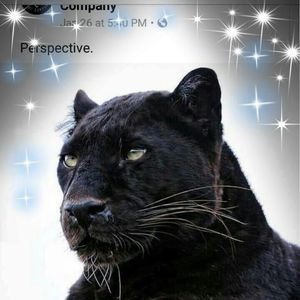 Meet your Posher, Damian